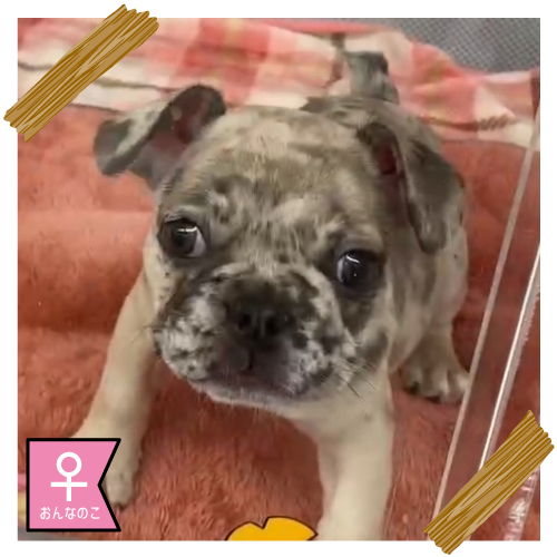 フレンチ・ブルドッグ