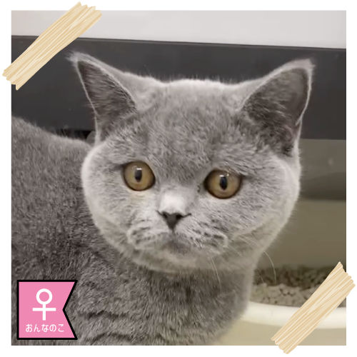 ブリティッシュショートヘアー