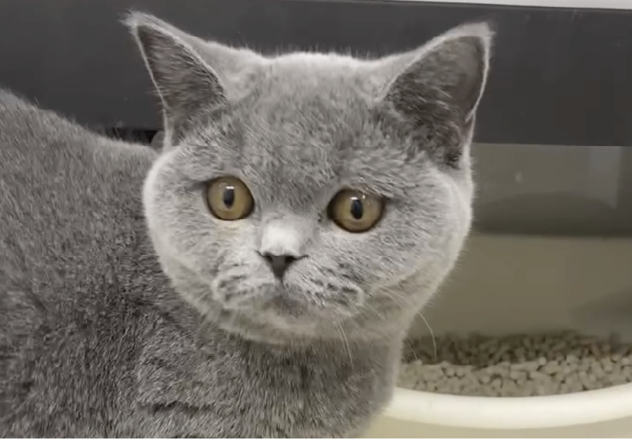 ブリティッシュショートヘアー