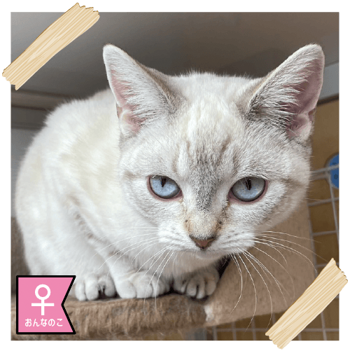 アメリカンショートヘアー