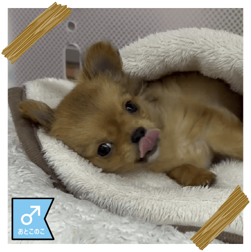 ロングコート・チワワ