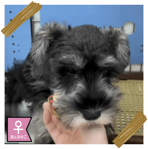 ミニチュア・シュナウザー