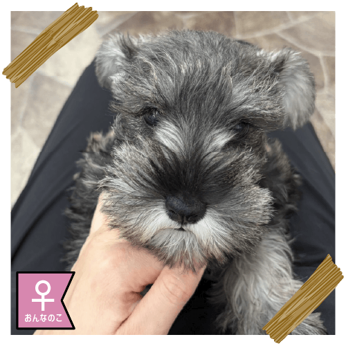 ミニチュア・シュナウザー