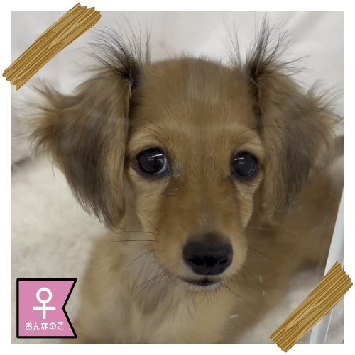 カニンヘン・ダックスフンド