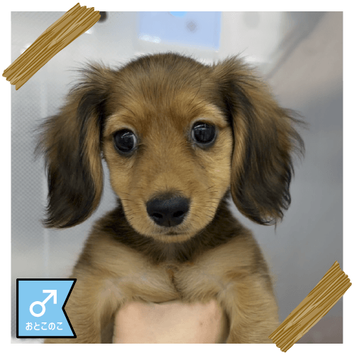 カニンヘン・ダックスフンド