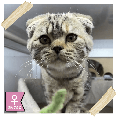 スコティッシュフォールド