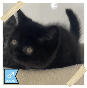 スコティッシュストレート