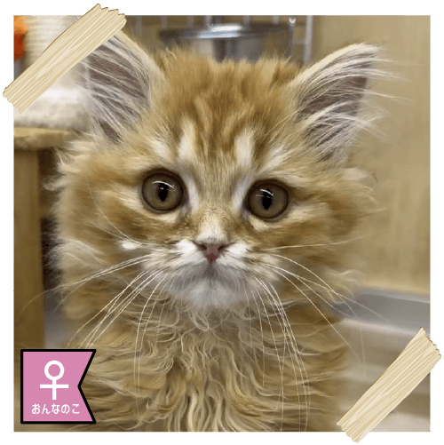 スコティッシュフォールド