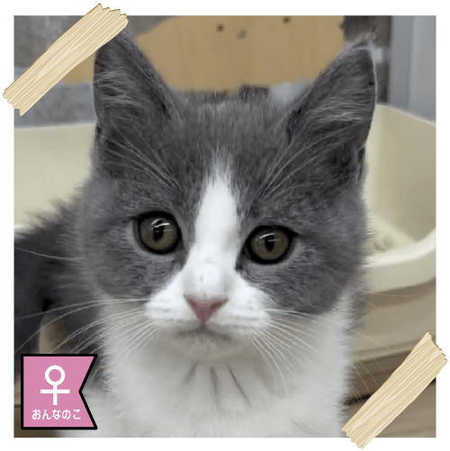 ブリティッシュショートヘアー