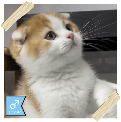 スコティッシュフォールド