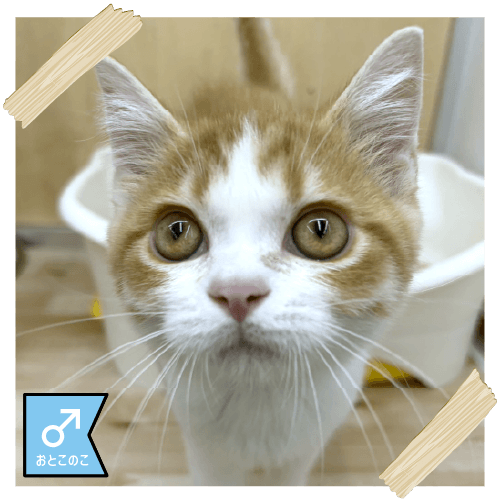 スコティッシュストレート