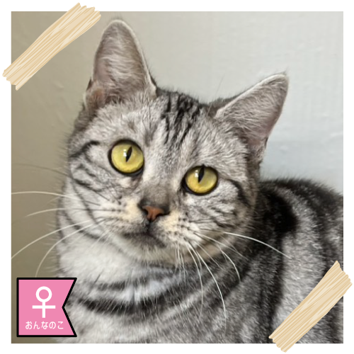 アメリカンショートヘアー