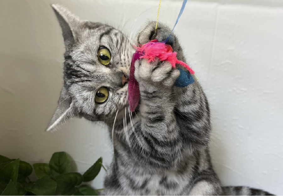 アメリカンショートヘアー