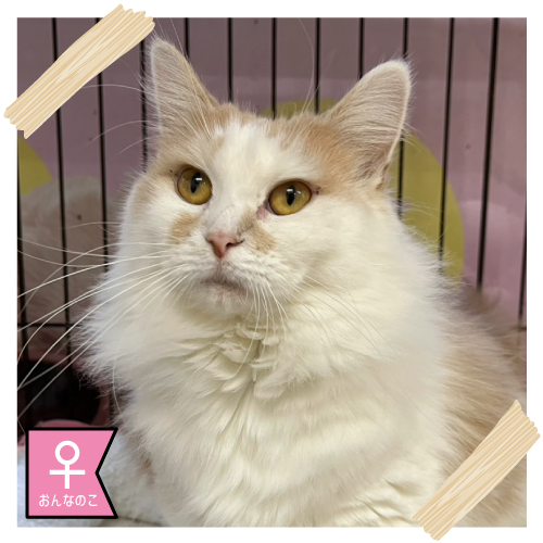 ノルウェージャン・フォレストキャット