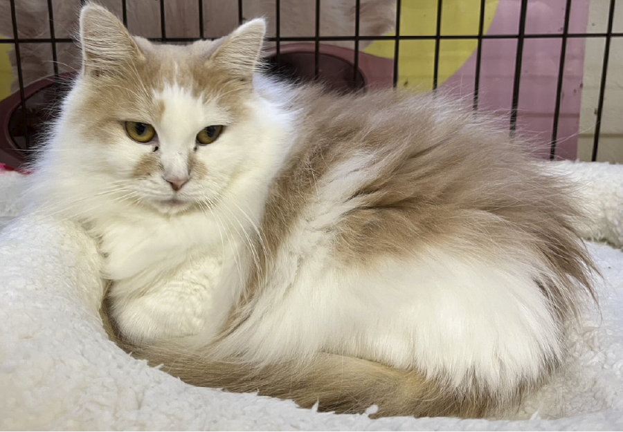 ノルウェージャン・フォレストキャット