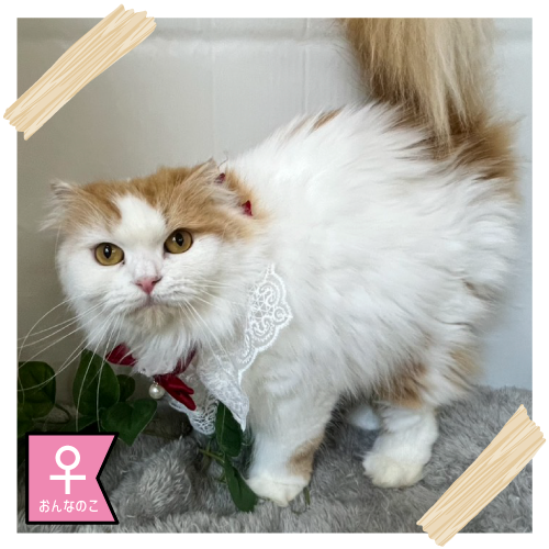 スコティッシュフォールド