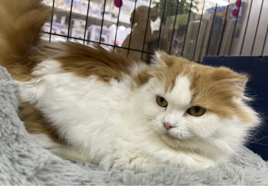 スコティッシュフォールド