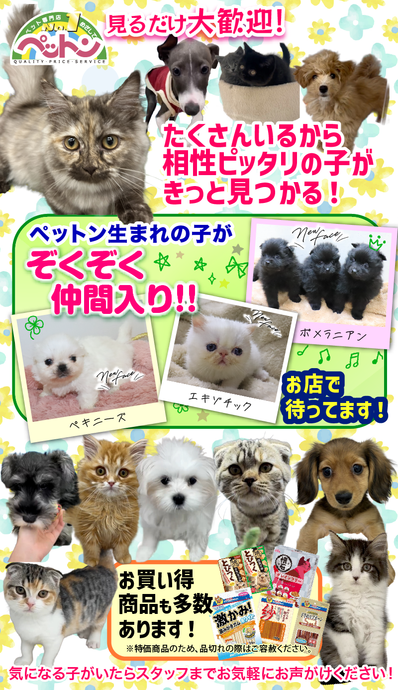 見るだけ大歓迎！