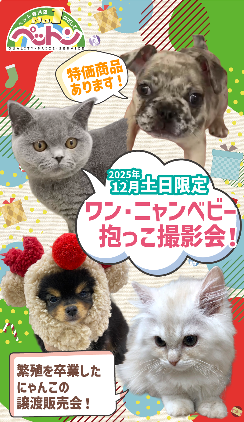 ワン・ニャンベビー抱っこ撮影会！