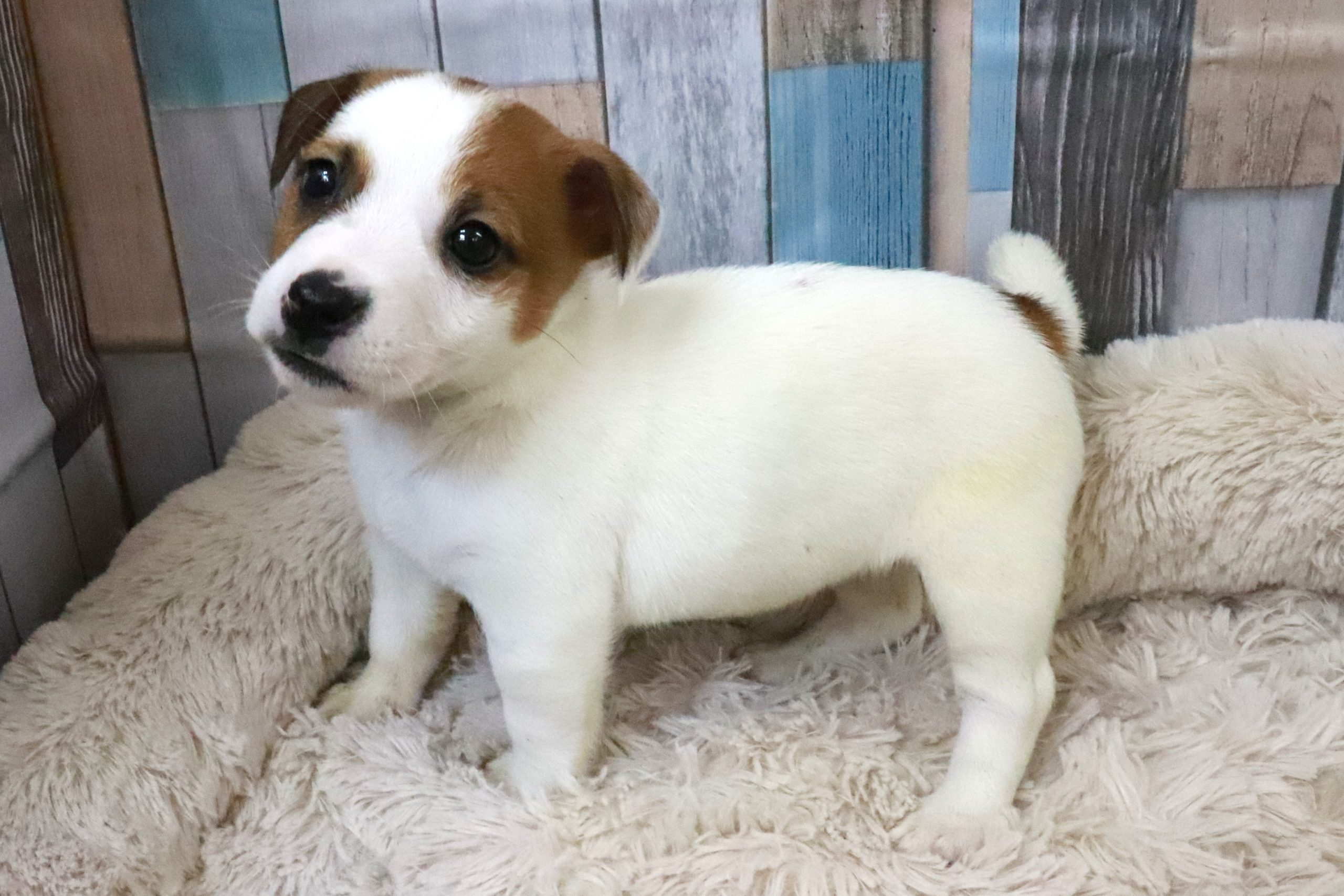 イギリス ロイヤルドルトン フィギュア 置物 犬 ジャック