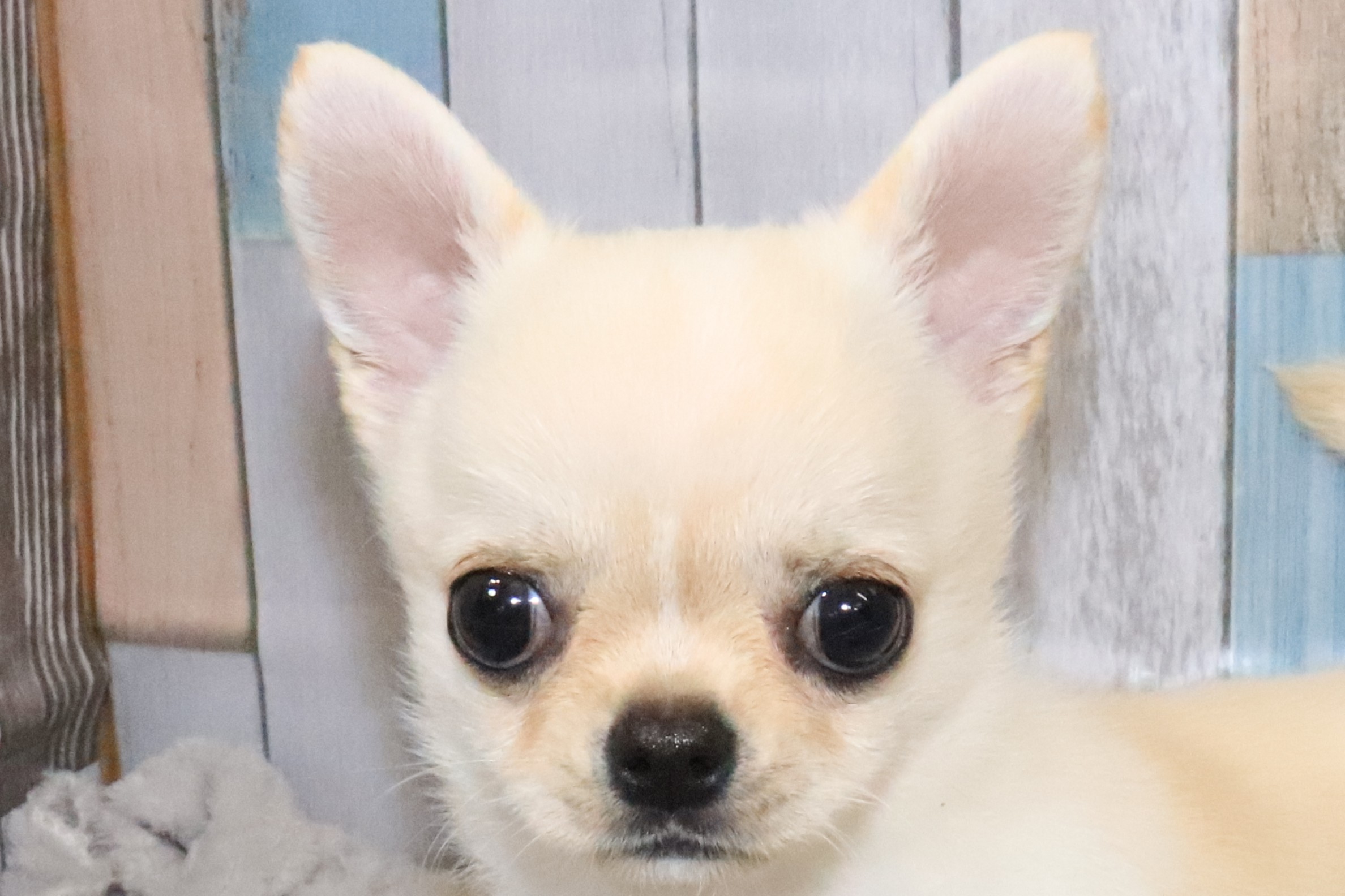 チワワ オーナー様募集中🍀 #チワワ #chihuahua 五右衛門×いおりbaby