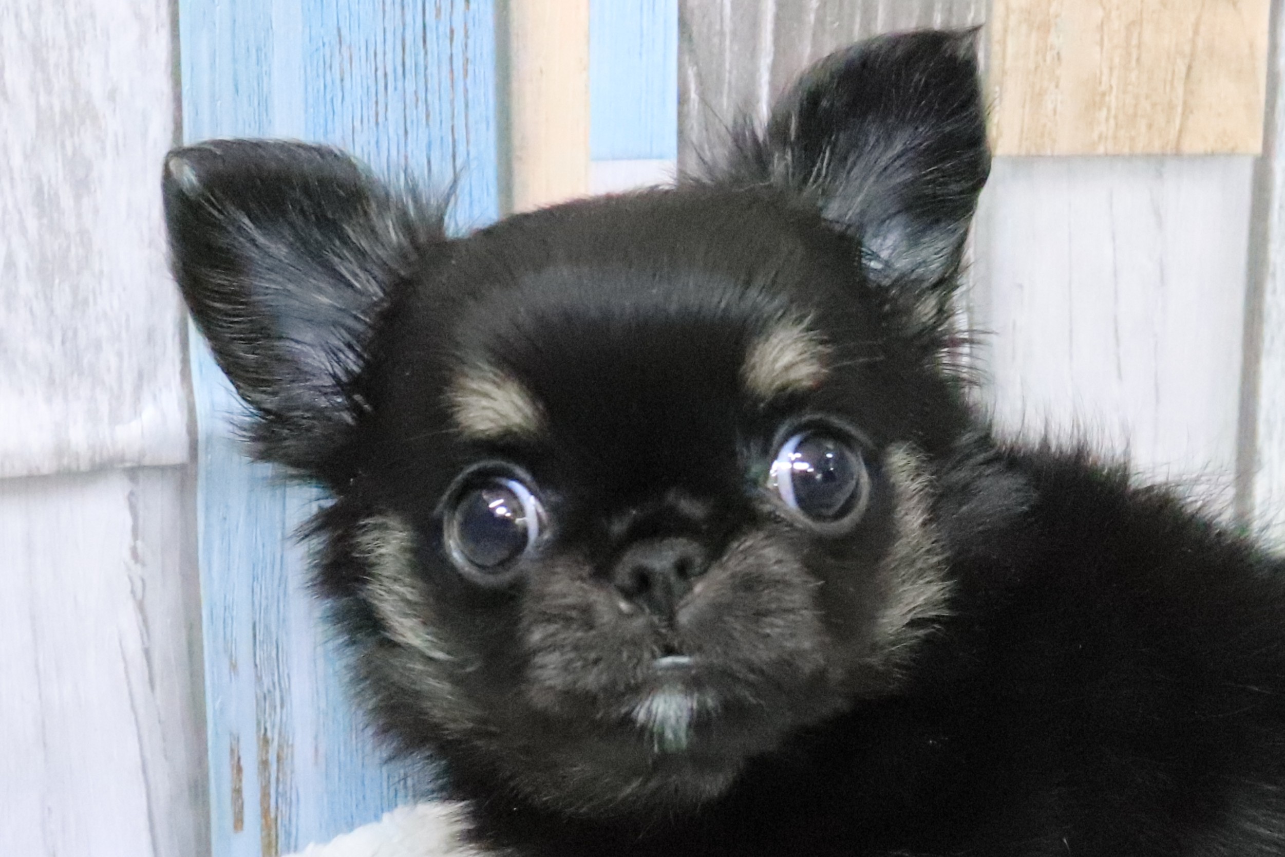 平成レトロ　ヴィンテージ　犬　いぬ　チワワ チワワ 5/20生♀ ￥308,000（税込） – アビーロード店舗取扱仔犬