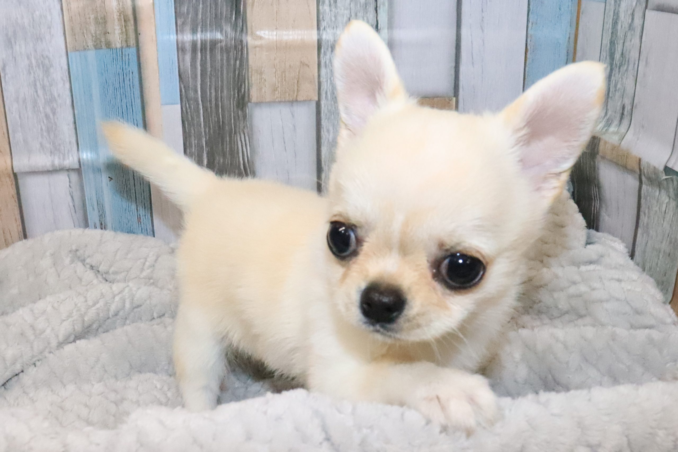 チワワ チワワ 5/20生♀ ￥308,000（税込） – アビーロード店舗取扱仔犬