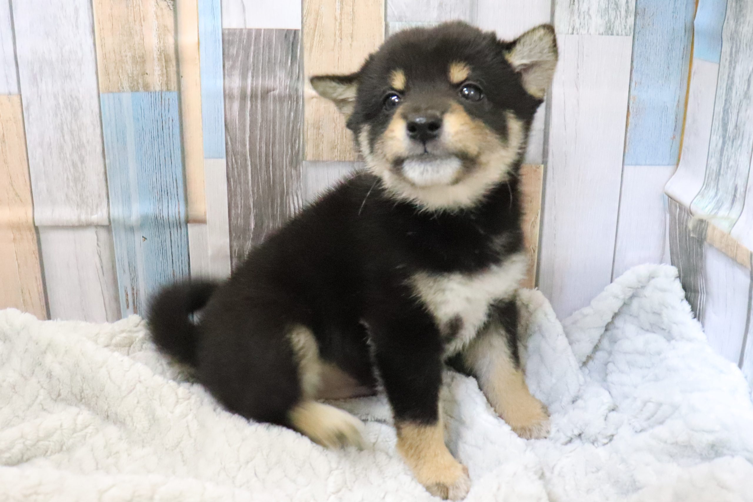 柴犬 – ペット専門店｜ペットン-仔犬・仔猫・小動物・フード・グッズ