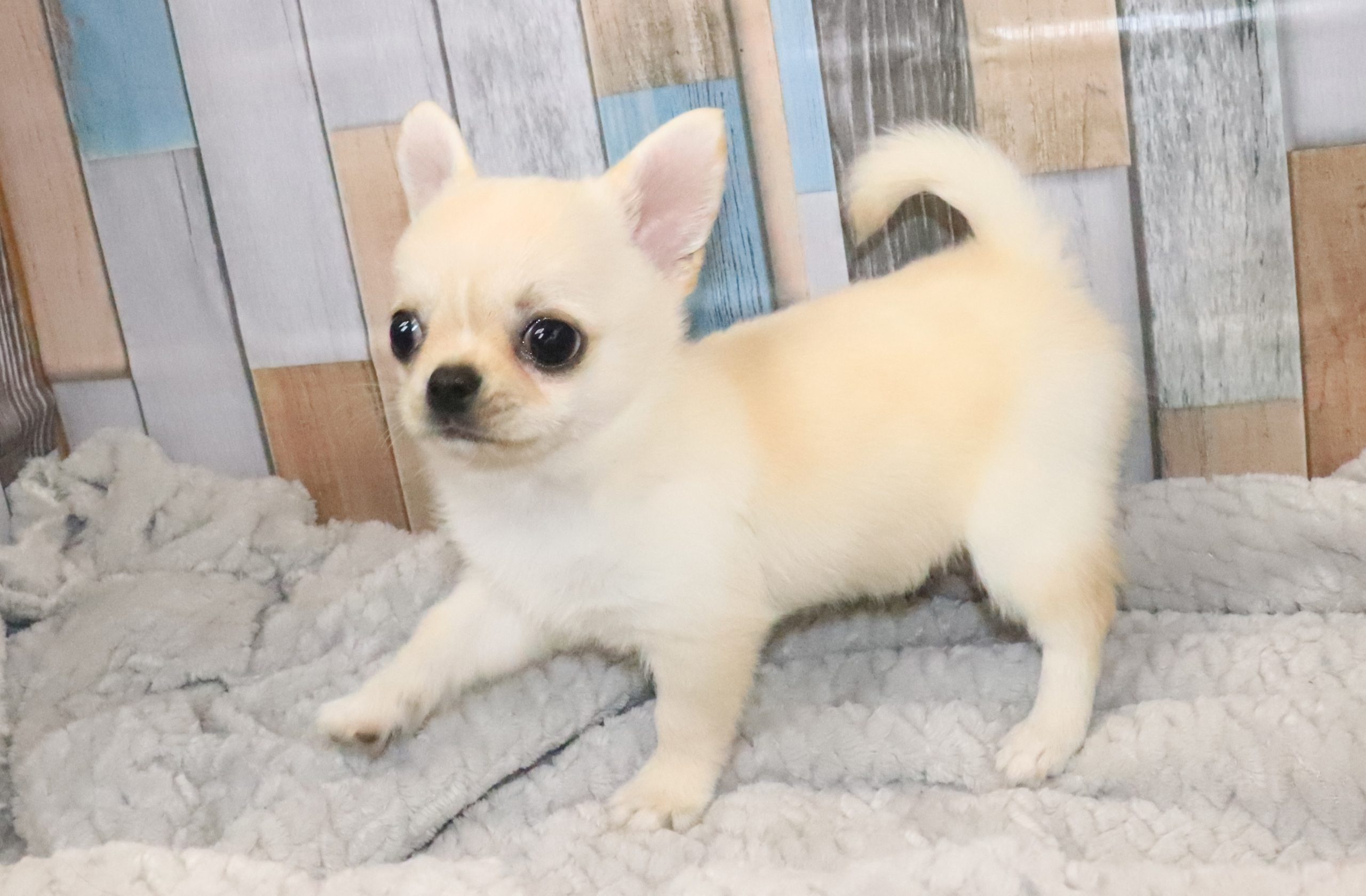 チワワ 価格の安い最新動画更新♡MIX（マルチーズ×Sチワワ）♀ / ペット