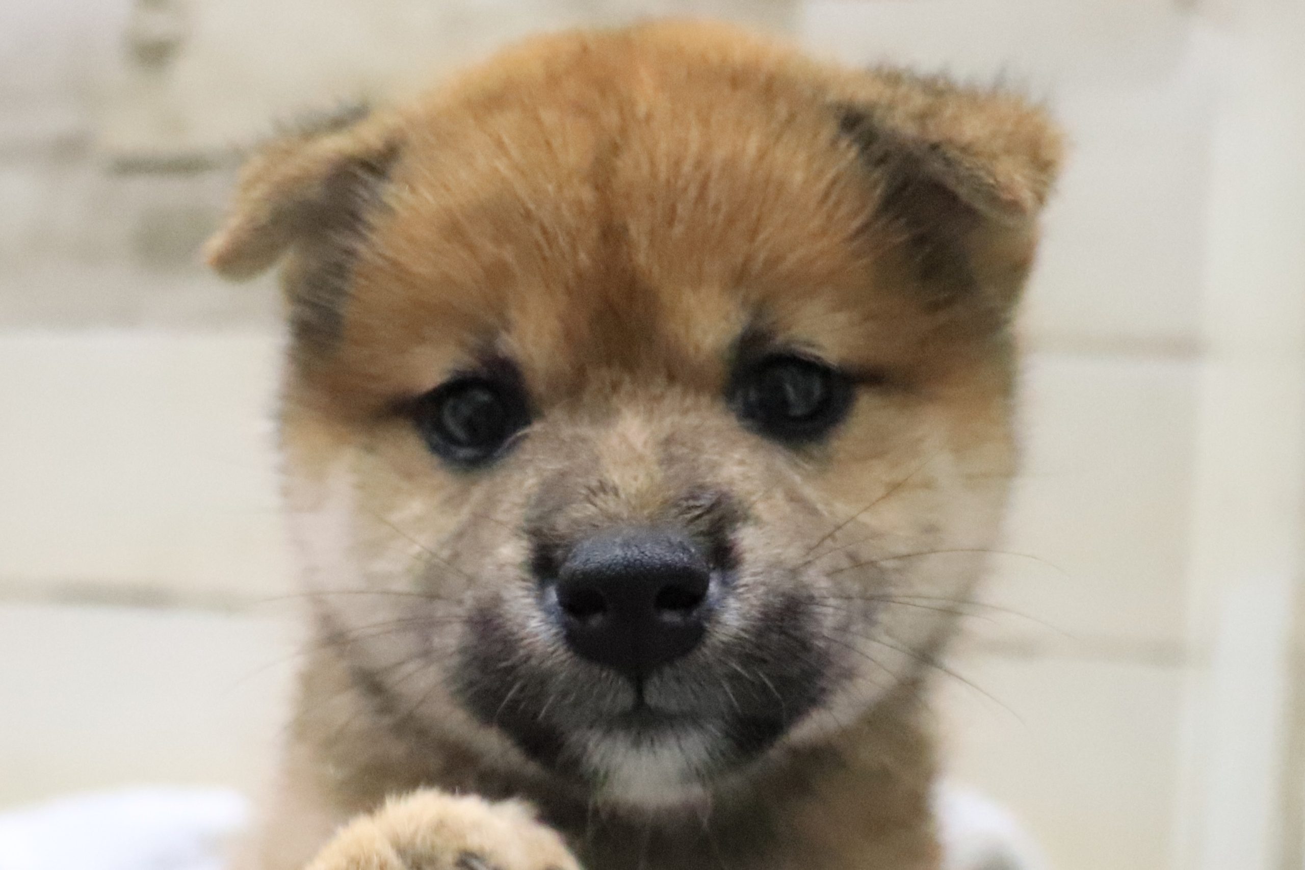 柴犬 – ペット専門店｜ペットン-仔犬・仔猫・小動物・フード・グッズ