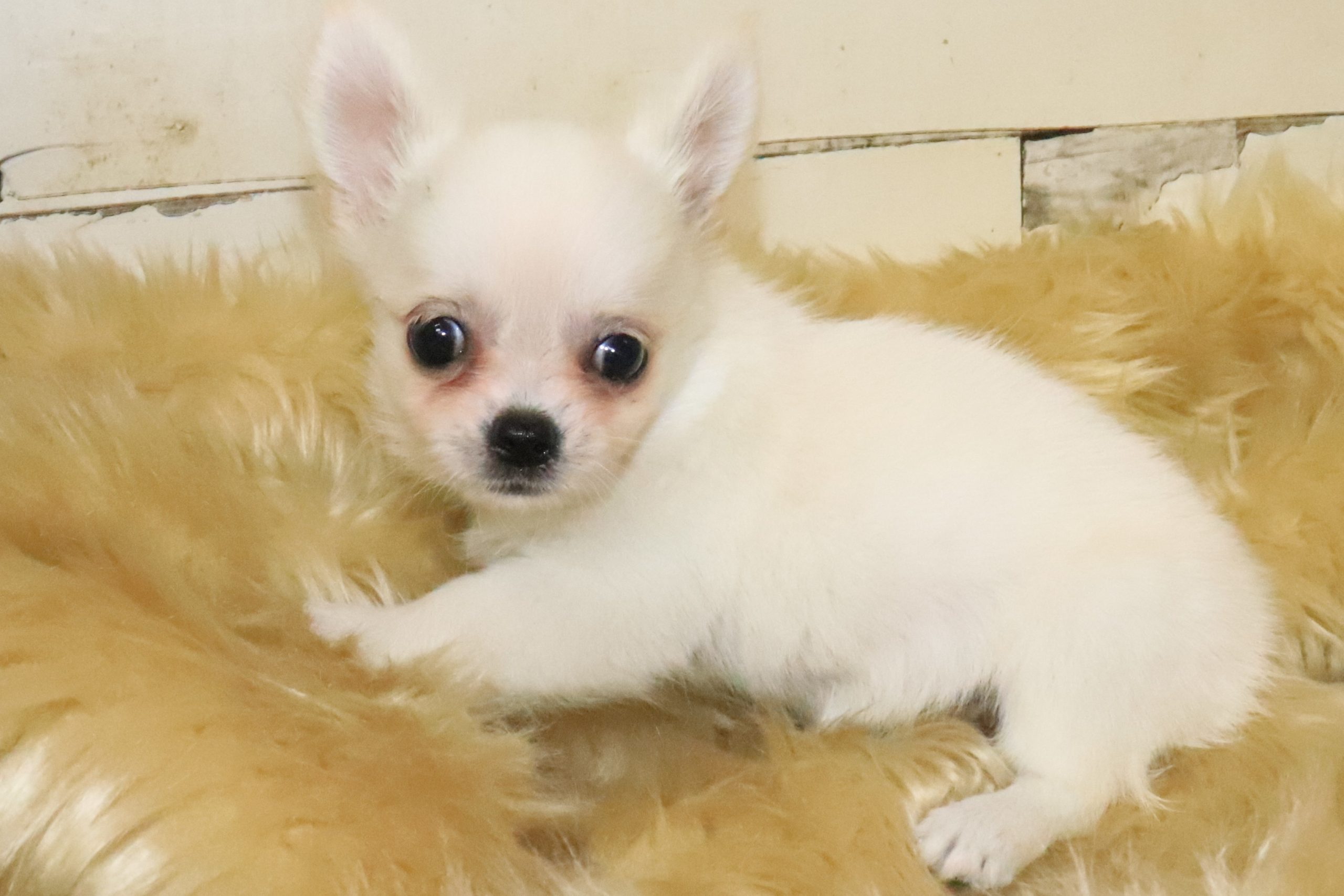 チワワ（ロングコート） – ペット専門店｜ペットン-仔犬・仔猫