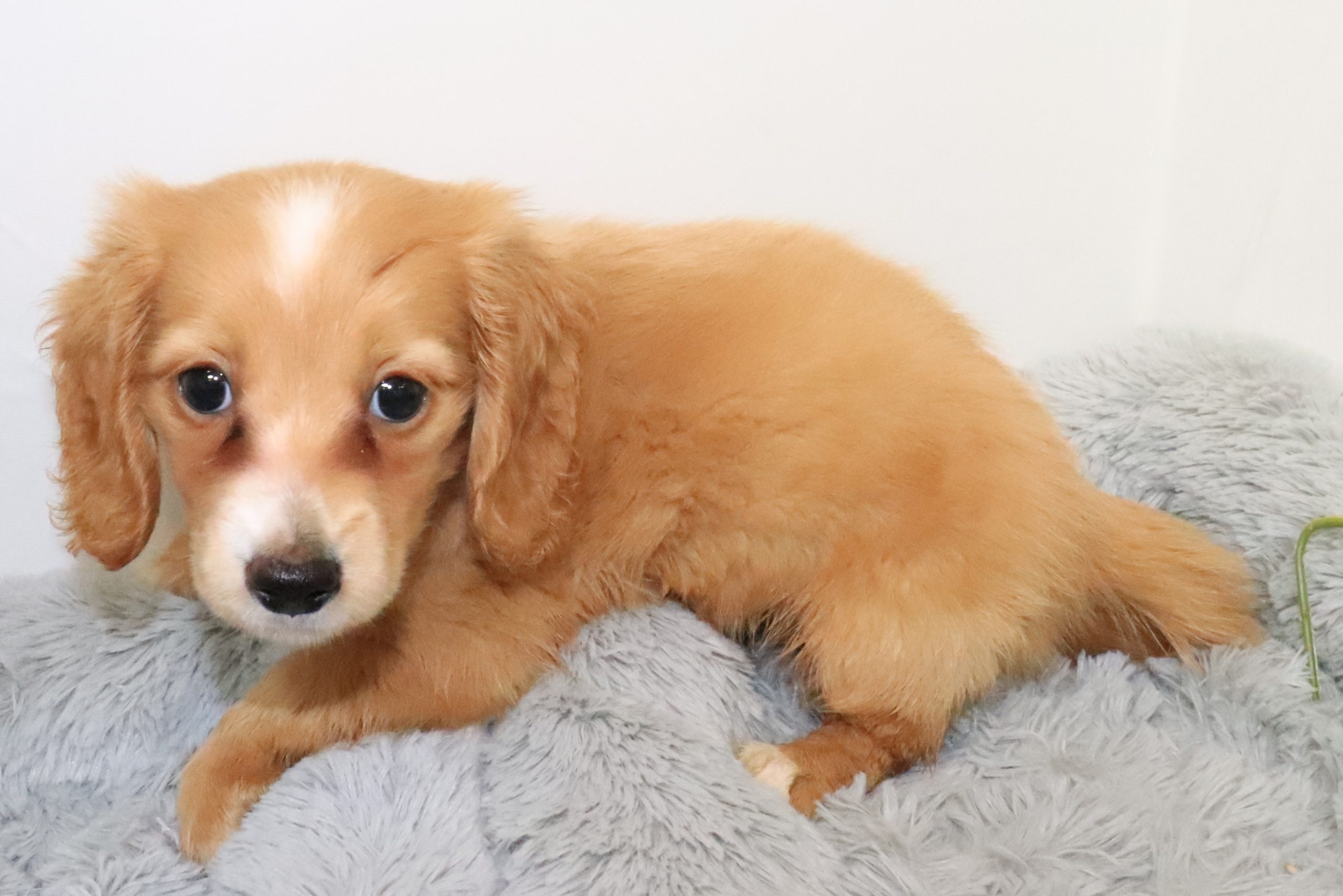 9/5まで　【最終値下げ】RUSHTON ラシュトン　ダック　あひる　36cm Rushton duck - Etsy 日本