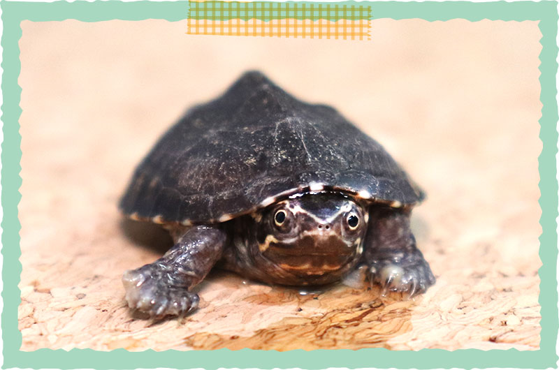 ミシシッピニオイガメ ペット専門店｜ペットン仔犬・仔猫・小動物・フード・グッズ